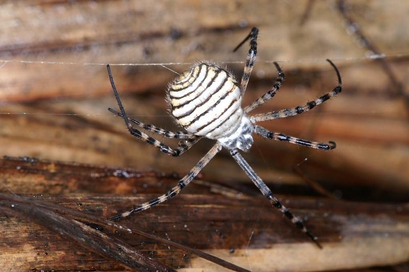 Argiope_trifasciata_D3237_Z_85_Valle Gran Rey_Spanje.jpg